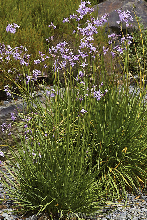 Wild Garlic or Society. Garlic (<i>Tulbaghia violacea</i>), a late spring- to summer-flowering South African bulb with flower stems to 60cm high that emit a garlic odour when cut. tulbaghia-3377htm'>Tulbaghia.