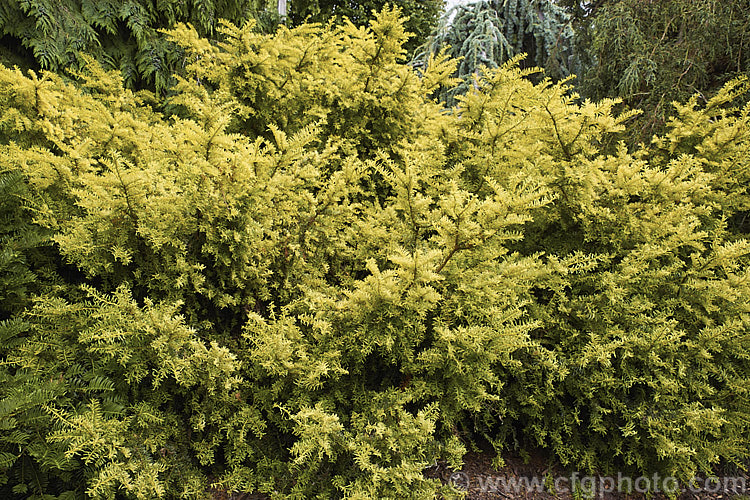 Taxus baccata 'Aurea Marginata' (syn 'Aureomarginata'), this cultivar of the Common Yew, a very tough and widely cultivated Eurasian conifer, has foliage with a broad gold edge. This is more apparent on the young growth but is retained as a narrower band on mature leaves. Order: Pinales, Family: Taxaceae