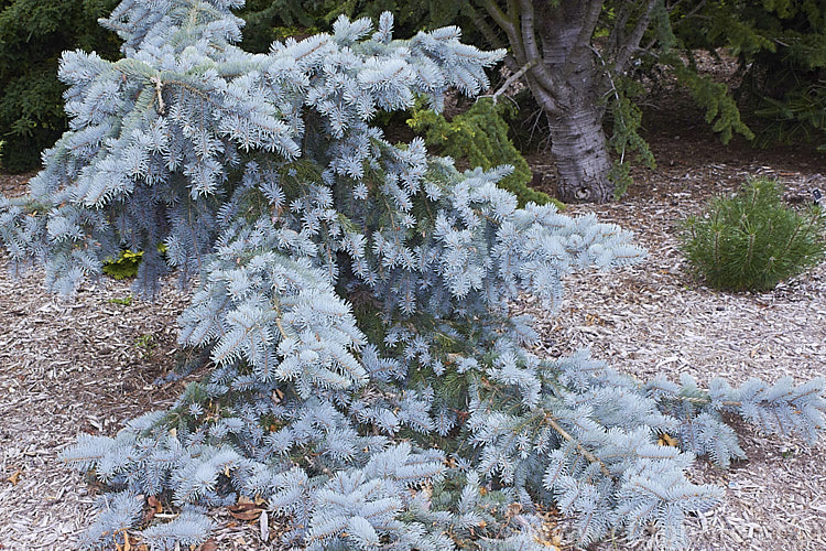 Picea pungens 'Glauca. Pendula', a weeping and cascading form of the Blue Spruce (<i>Picea pungens 'Glauca'), a selected form of Colorado. Spruce with striking blue-grey foliage. Slow-growing when young, it can eventually reach 10m tall with lower branches that can trail across the ground for several metres. picea-2080htm'>Picea. <a href='pinaceae-plant-family-photoshtml'>Pinaceae</a>.
