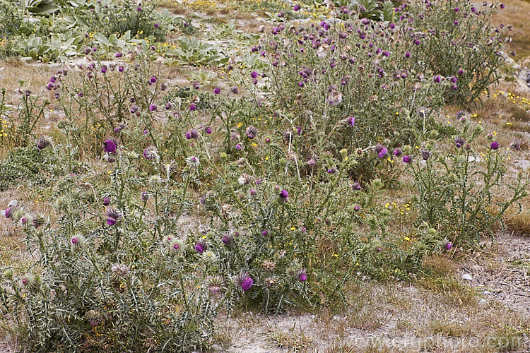 Nodding Thistle or Musk Thistle (<i>Carduus nutans</i>), a biennial thistle native to Eurasia but now a widespread weed in many temperate and subtropical areas of both hemispheres. It can grow to as much as 15m tall, is spiny all-over and the flowerheads are usually nodding, though they can be held horizontal or semi-erect. Order: Asterales, Family: Asteraceae