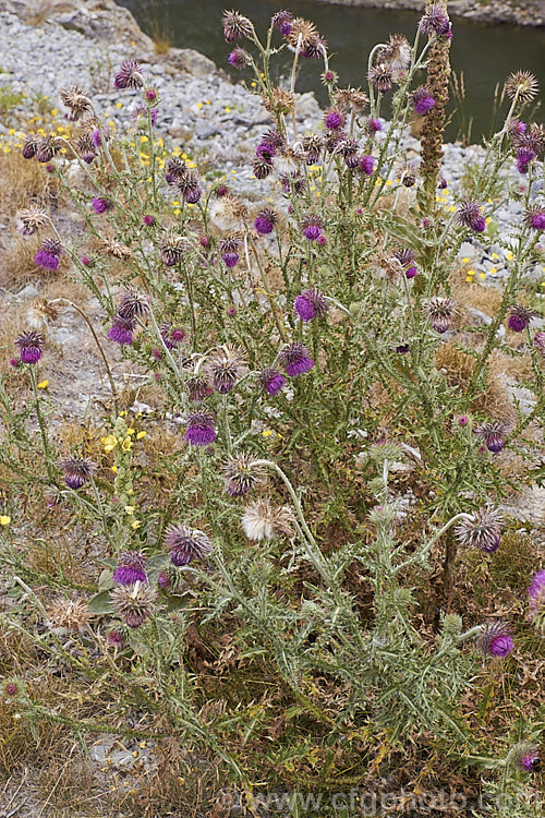 Nodding Thistle or Musk Thistle (<i>Carduus nutans</i>), a biennial thistle native to Eurasia but now a widespread weed in many temperate and subtropical areas of both hemispheres. It can grow to as much as 15m tall, is spiny all-over and the flowerheads are usually nodding, though they can be held horizontal or semi-erect. Order: Asterales, Family: Asteraceae