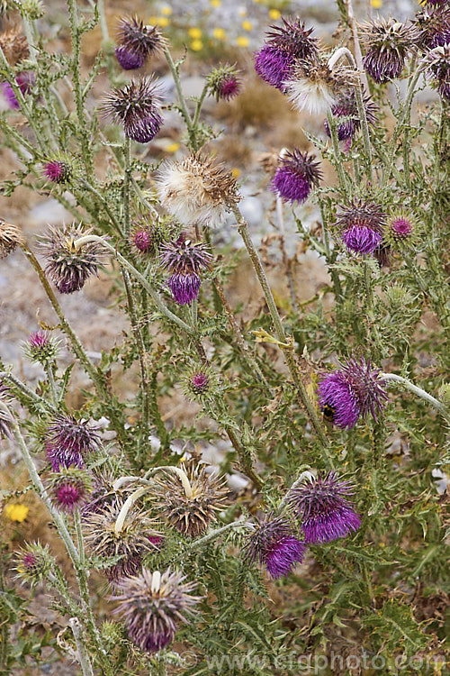 Nodding Thistle or Musk Thistle (<i>Carduus nutans</i>), a biennial thistle native to Eurasia but now a widespread weed in many temperate and subtropical areas of both hemispheres. It can grow to as much as 15m tall, is spiny all-over and the flowerheads are usually nodding, though they can be held horizontal or semi-erect. Order: Asterales, Family: Asteraceae