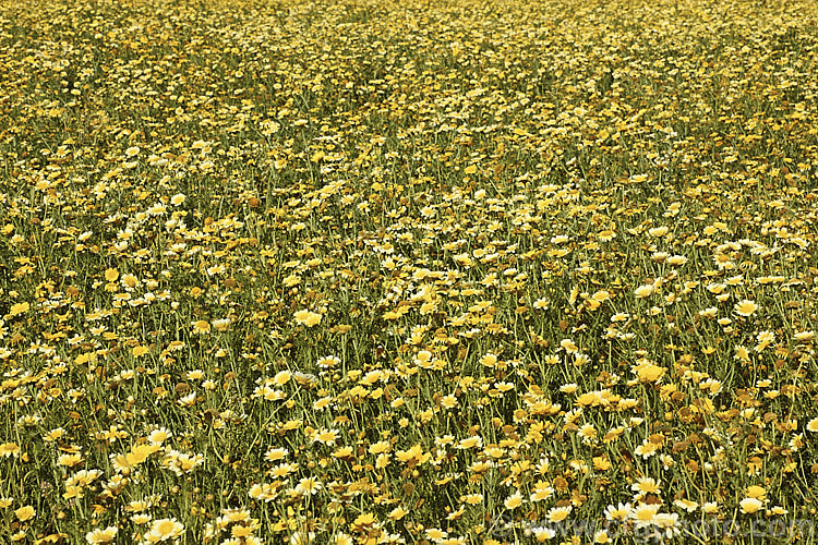 Yellow Chamomile or Dyer's Camomile (<i>Anthemis tinctoria</i>), a biennial or short-lived perennial found over much of the temperate Northern Hemisphere. The flowers yield a yellow dye and it is sometimes grown commercially like this to supply the arts and crafts market. anthemis-2193htm'>Anthemis.