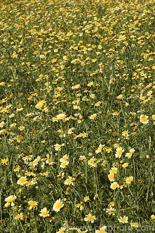 Yellow Chamomile or Dyer's Camomile (<i>Anthemis tinctoria</i>), a biennial or short-lived perennial found over much of the temperate Northern Hemisphere. The flowers yield a yellow dye and it is sometimes grown commercially like this to supply the arts and crafts market. anthemis-2193htm'>Anthemis.