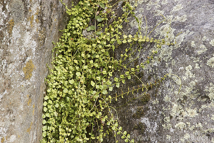 Necklace Fern (<i>Asplenium flabellifolium</i>), a small, spreading fern often found growing in rock crevices. It occurs naturally in southeastern Australia, including Tasmania, and is also found throughout New Zealand asplenium-2279htm'>Asplenium. <a href='aspleniaceae-plant-family-photoshtml'>Aspleniaceae</a>.