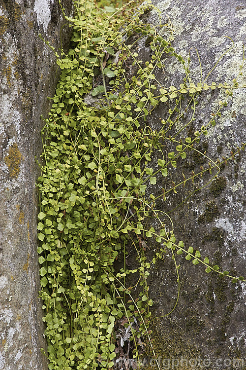 Necklace Fern (<i>Asplenium flabellifolium</i>), a small, spreading fern often found growing in rock crevices. It occurs naturally in southeastern Australia, including Tasmania, and is also found throughout New Zealand asplenium-2279htm'>Asplenium. <a href='aspleniaceae-plant-family-photoshtml'>Aspleniaceae</a>.