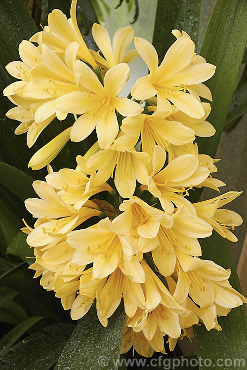 Golden Kaffir. Lily or Yellow Clivia (<i>Clivia miniata 'Aurea'), a yellow-flowered cultivar of a normally orange-flowered, evergreen, long-blooming, somewhat bulbous-rooted perennial native to Natal, South Africa. The strappy leaves are up to 60cm long. clivia-2425htm'>Clivia.