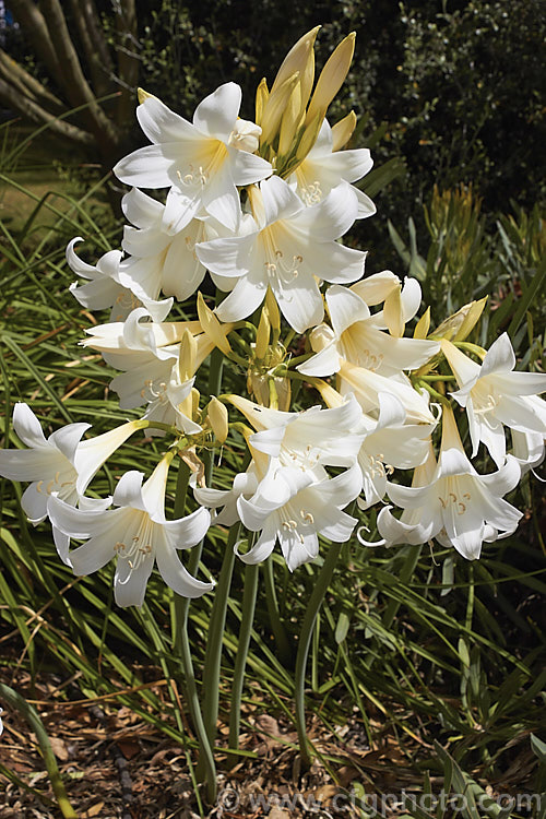 Amaryllis belladonna 'Alba', a creamy white-flowered cultivar of the Belladonna Lily or Naked Ladies, an autumn-flowering bulb native to South Africa. The flowers appear before the foliage develops. Order: Asparagales, Family: Amaryllidaceae