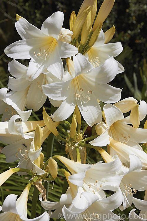 Amaryllis belladonna 'Alba', a creamy white-flowered cultivar of the Belladonna Lily or Naked Ladies, an autumn-flowering bulb native to South Africa. The flowers appear before the foliage develops. Order: Asparagales, Family: Amaryllidaceae