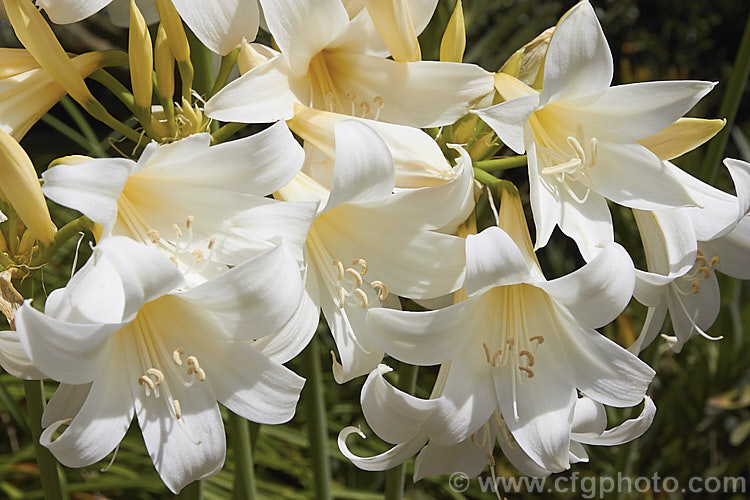 Amaryllis belladonna 'Alba', a creamy white-flowered cultivar of the Belladonna Lily or Naked Ladies, an autumn-flowering bulb native to South Africa. The flowers appear before the foliage develops. Order: Asparagales, Family: Amaryllidaceae