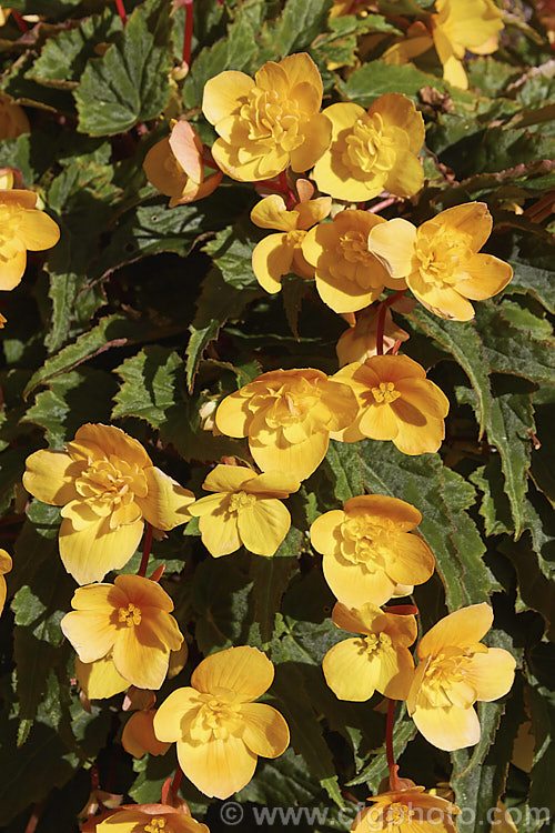 <i>Begonia x tuberhybrida</i>, multiflora group x yellow-orange, known as Flamboyant Begonias, these small tuberous hybrids are often used for summer bedding displays. Order: Cucurbitales, Family: Begoniaceae