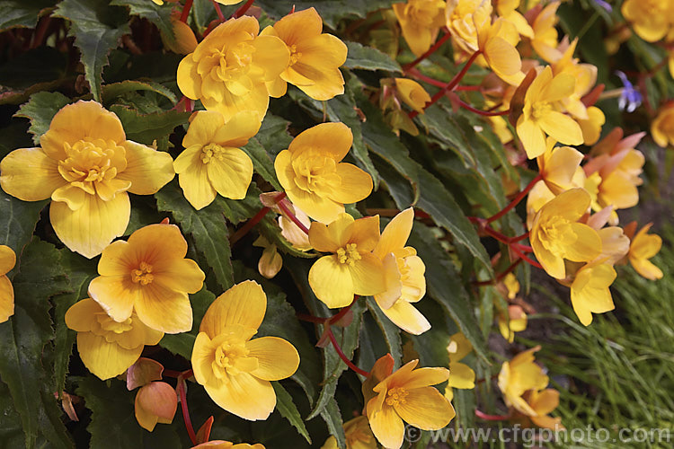 <i>Begonia x tuberhybrida</i>, multiflora group x yellow-orange, known as Flamboyant Begonias, these small tuberous hybrids are often used for summer bedding displays. Order: Cucurbitales, Family: Begoniaceae