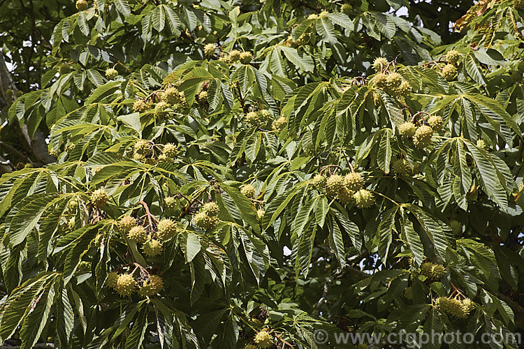 Horse Chestnut (<i>Aesculus hippocastanum</i>), a 15-25m tall tree from Greece, Albania and Bulgaria. The spring-borne flowers develop into the spiky fruiting bodies shown hear, each of which contains two hard nuts. Order Sapindales, Family: Sapindaceae