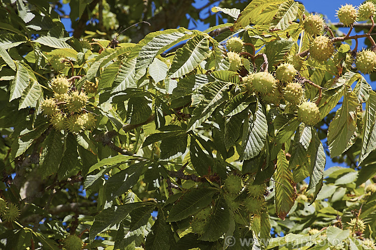 Horse Chestnut (<i>Aesculus hippocastanum</i>), a 15-25m tall tree from Greece, Albania and Bulgaria. The spring-borne flowers develop into the spiky fruiting bodies shown hear, each of which contains two hard nuts. Order Sapindales, Family: Sapindaceae