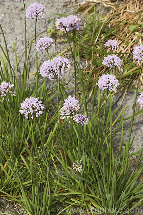 Mouse. Garlic (<i>Allium angulosum</i>), a bulbous herb native to Eurasia as far eastwards as Siberia. It has relatively thick strappy leaves and white to pale purple flowers on stocky stems, opening in late summer. allium-2045htm'>Allium.