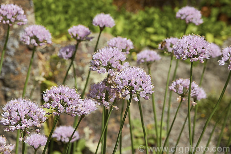 Mouse. Garlic (<i>Allium angulosum</i>), a bulbous herb native to Eurasia as far eastwards as Siberia. It has relatively thick strappy leaves and white to pale purple flowers on stocky stems, opening in late summer. allium-2045htm'>Allium.