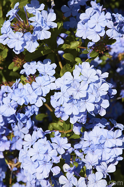 Plumbago auriculata (syn. Plumbago capensis</i>) 'Royal Cape', a cultivar of the Cape. Leadwort, a lax, summer- to autumn-flowering, evergreen shrub native to South Africa. It is often trained as a climber or hedging plant 'Royal Cape' has slightly larger flowers than the species and the are a slightly deeper shade of blue, though it's colour seldom matches the intense blue seen in advertising literature for the cultivar. plumbago-2745htm'>Plumbago. <a href='plumbaginaceae-plant-family-photoshtml'>Plumbaginaceae</a>.