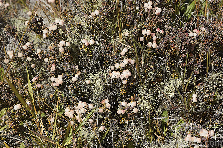 Mountain Heath (<i>Acrothamnus colensoi</i> [syns. <i>Leucopogon colensoi</i>, <i>Leucopogon suaveolens</i>, <i>Cyathodes colensoi</i>]), a New Zealand alpine, evergreen, summer-blooming, often near-prostrate shrub with small white flowers followed by red or sometimes white or pink berries. Order: Ericales, Family: Ericaceae