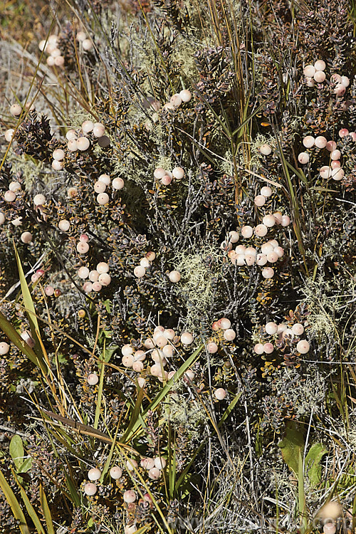 Mountain Heath (<i>Acrothamnus colensoi</i> [syns. <i>Leucopogon colensoi</i>, <i>Leucopogon suaveolens</i>, <i>Cyathodes colensoi</i>]), a New Zealand alpine, evergreen, summer-blooming, often near-prostrate shrub with small white flowers followed by red or sometimes white or pink berries. Order: Ericales, Family: Ericaceae