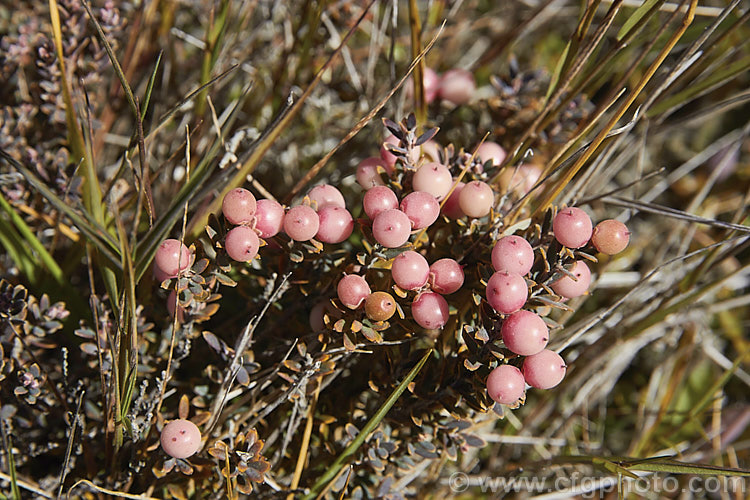 Mountain Heath (<i>Acrothamnus colensoi</i> [syns. <i>Leucopogon colensoi</i>, <i>Leucopogon suaveolens</i>, <i>Cyathodes colensoi</i>]), a New Zealand alpine, evergreen, summer-blooming, often near-prostrate shrub with small white flowers followed by red or sometimes white or pink berries. Order: Ericales, Family: Ericaceae