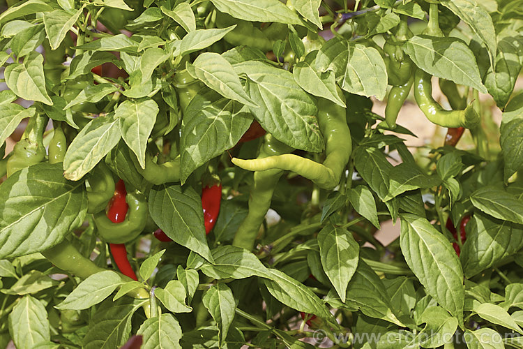 Chilies are among the many cultivars of various Capsicum species, including Capsicum annuum, Capsicum baccatum, Capsicum chinense, Capsicum frutescens and Capsicum pubecens. The fruits are very pungent and renowned for the burning heat sensation they cause when eaten, which is caused by capsaicin and other capsaicinoids present in the fruits. Order: Solanales, Family: Solanaceae