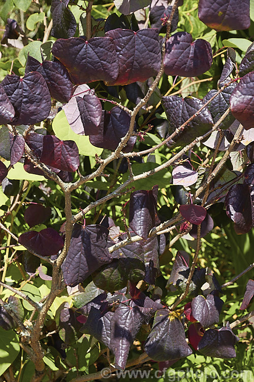 Early autumn foliage colour of Disanthus cercidifolius, a deciduous shrub around 4m tall x 2m wide, native to Japan and China. It is the sole species in its genus and is a member of the witch hazel family. The foliage resembles that of Cercis, hence the specific name, and is the main attraction of the plant as it develops purple, then bright orange red autumn colours. The tiny, paired, dark purple flowers open in autumn and are inconspicuous and unscented. disanthus-2876htm'>Disanthus. <a href='hamamelidaceae-plant-family-photoshtml'>Hamamelidaceae</a>.