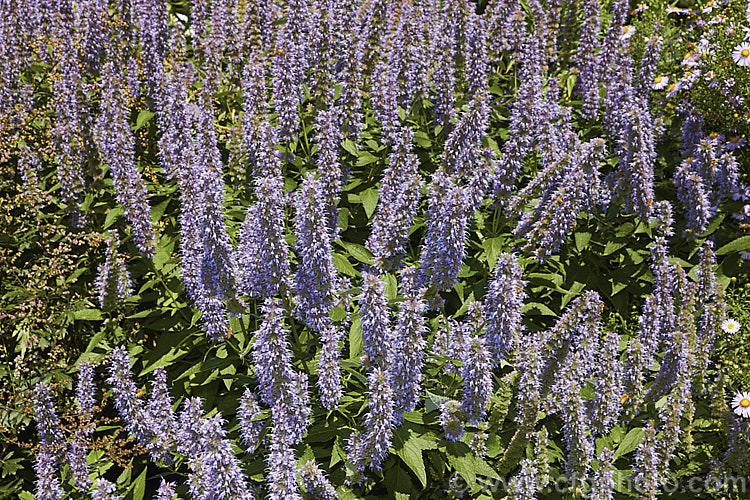 <i>Agastache</i> 'Blue Fortune', a mauve-blue-flowered garden hyssop hybrid It is most likely derived from <i>Agastache foeniculum</i> (syn. <i>Agastache anethiodora</i>), an anise-scented perennial herb mainly grown as an ornamental but is occasionally used in herbal teas and salads, but there may also be some influence from Korean Mint (<i>Agastache rugosa</i>). Order: Lamiales, Family: Lamiaceae