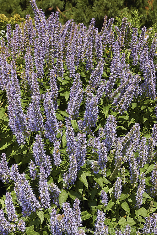 <i>Agastache</i> 'Blue Fortune', a mauve-blue-flowered garden hyssop hybrid It is most likely derived from <i>Agastache foeniculum</i> (syn. <i>Agastache anethiodora</i>), an anise-scented perennial herb mainly grown as an ornamental but is occasionally used in herbal teas and salads, but there may also be some influence from Korean Mint (<i>Agastache rugosa</i>). Order: Lamiales, Family: Lamiaceae