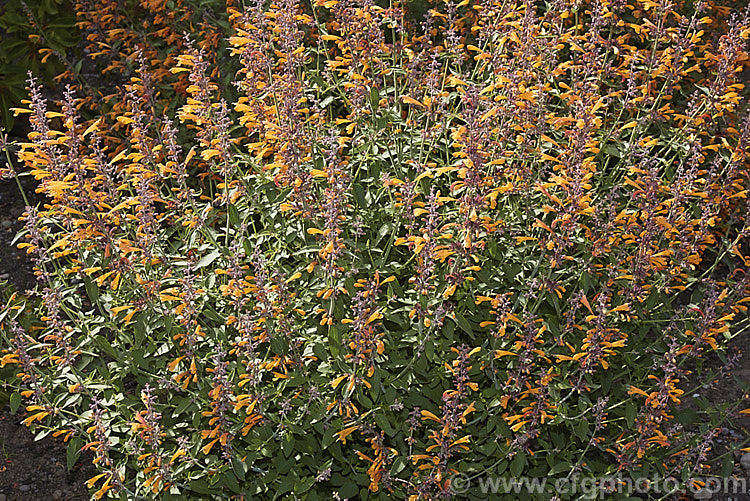 Orange Hummingbird Mint (<i>Agastache aurantiaca</i>), a long-flowering shrubby perennial native to the southwestern United States and northern Mexico. It grows to around 80cm high and wide. Order: Lamiales, Family: Lamiaceae