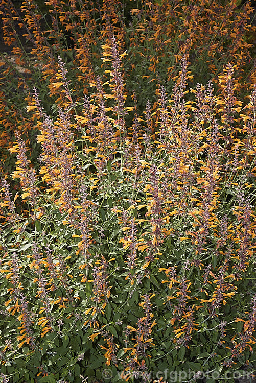 Orange Hummingbird Mint (<i>Agastache aurantiaca</i>), a long-flowering shrubby perennial native to the southwestern United States and northern Mexico. It grows to around 80cm high and wide. Order: Lamiales, Family: Lamiaceae