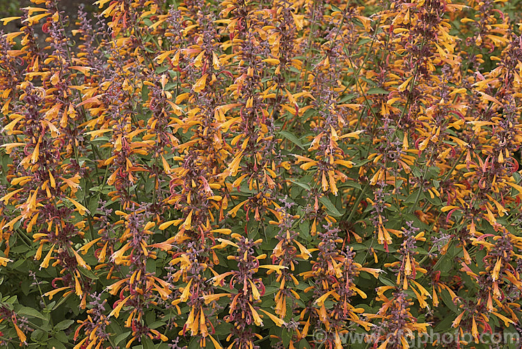 Orange Hummingbird Mint (<i>Agastache aurantiaca</i>), a long-flowering shrubby perennial native to the southwestern United States and northern Mexico. It grows to around 80cm high and wide. Order: Lamiales, Family: Lamiaceae