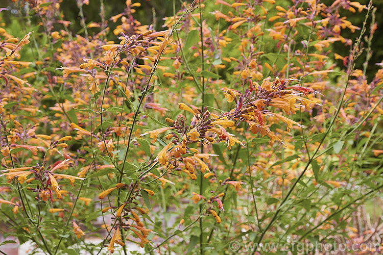 <i>Agastache aurantiaca</i> 'Apricot Sprite', a brightly coloured, very heavy-flowering cultivar of Orange Hummingbird Mint, a long-flowering shrubby perennial native to the southwestern United States and northern Mexico. It grows to around 80cm high and wide. Order: Lamiales, Family: Lamiaceae