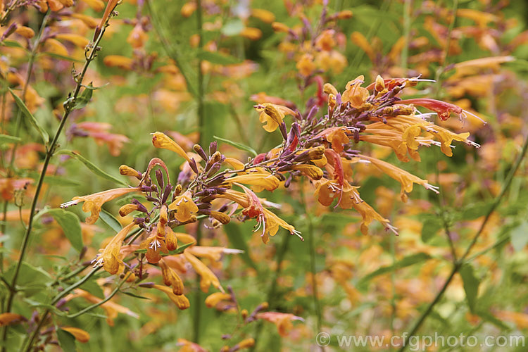 <i>Agastache aurantiaca</i> 'Apricot Sprite', a brightly coloured, very heavy-flowering cultivar of Orange Hummingbird Mint, a long-flowering shrubby perennial native to the southwestern United States and northern Mexico. It grows to around 80cm high and wide. Order: Lamiales, Family: Lamiaceae