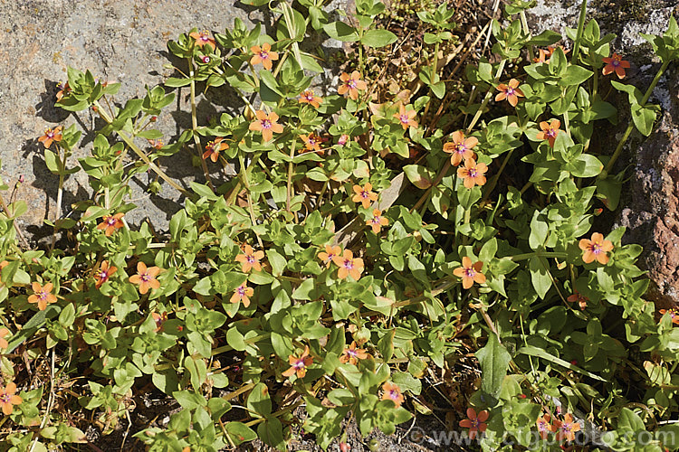 Scarlet Pimpernel (<i>Anagallis arvensis</i>), a small annual, biennial or short-lived perennial that usually appears as a weed in crops, pastures or lawns. Originally native to Europe, though now widespread throughout the temperate zones. Order: Ericales, Family: Primulaceae