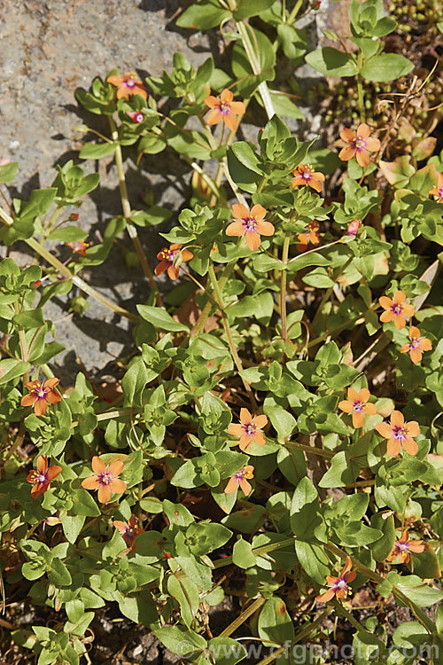 Scarlet Pimpernel (<i>Anagallis arvensis</i>), a small annual, biennial or short-lived perennial that usually appears as a weed in crops, pastures or lawns. Originally native to Europe, though now widespread throughout the temperate zones. Order: Ericales, Family: Primulaceae