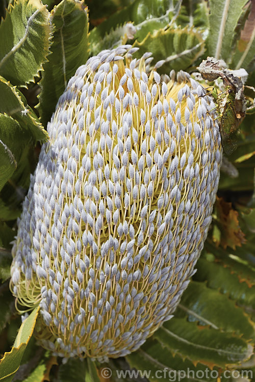 Saw. Banksia or Red Honeysuckle (<i>Banksia serrata</i>), a 10-16m tall evergreen tree from eastern Australia. The name. Red Honeysuckle refers to the colour of the beautifully-grained wood, while. Saw. Banksia is a reference to the serrated leaf edges. Order: Proteales, Family: Proteaceae