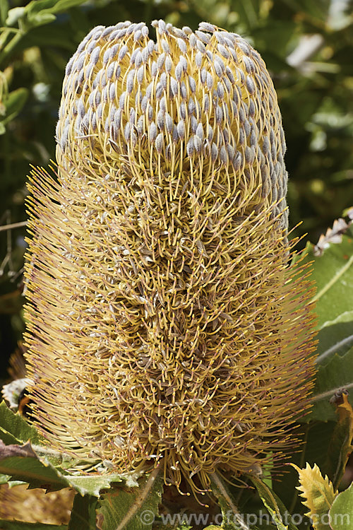 Saw. Banksia or Red Honeysuckle (<i>Banksia serrata</i>), a 10-16m tall evergreen tree from eastern Australia. The name. Red Honeysuckle refers to the colour of the beautifully-grained wood, while. Saw. Banksia is a reference to the serrated leaf edges. Order: Proteales, Family: Proteaceae