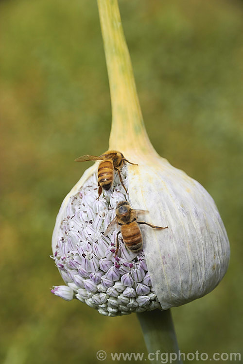 Bees on the opening flowerhead of a Leek (<i>Allium porrum</i>), a biennial usually grown as an annual for its edible bulb. The flowers are white to pink and the plant occurs naturally over much of the northern temperate zone. allium-2045htm'>Allium.