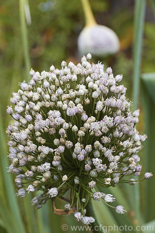 Flowerhead of a Leek (<i>Allium porrum</i>), a biennial usually grown as an annual for its edible bulb. The flowers are white to pink and the plant occurs naturally over much of the northern temperate zone. allium-2045htm'>Allium.