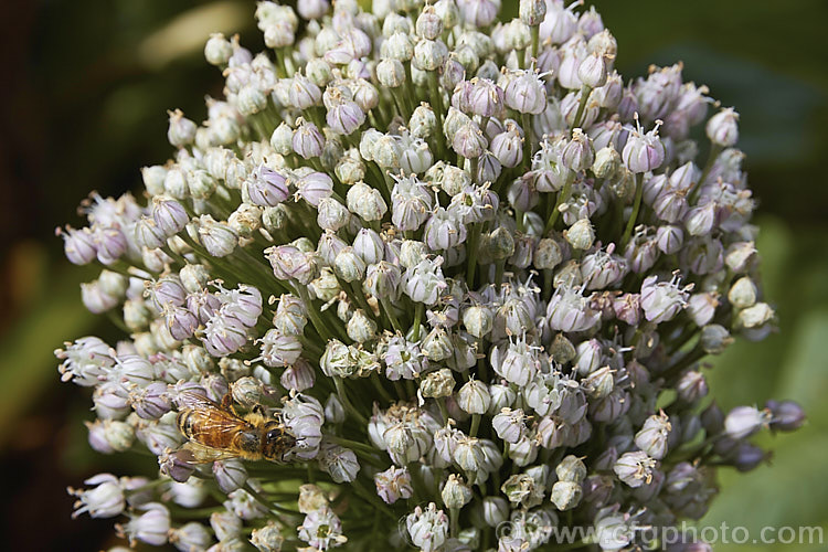 Flowerhead of a Leek (<i>Allium porrum</i>), a biennial usually grown as an annual for its edible bulb. The flowers are white to pink and the plant occurs naturally over much of the northern temperate zone. allium-2045htm'>Allium.