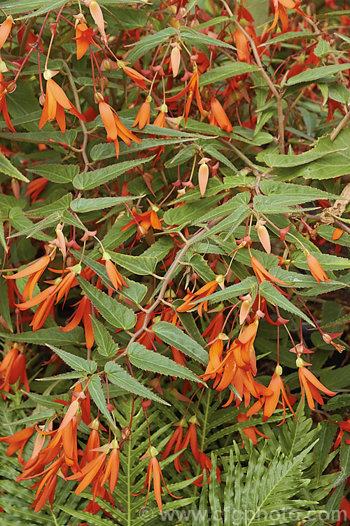 Begonia boliviensis 'Bonfire', a heavy-flowering, bright orange-red cultivar of a tuberous-rooted begonia species native to the cloud forests of the Bolivian. Andes. The species was introduced to cultivation in 1864 by Richard. Pearce (after whom. Begonia pearcei is named</i>) and was one of the species used by John Seden in the production of the first tuberous begonia hybrids. Order: Cucurbitales, Family: Begoniaceae