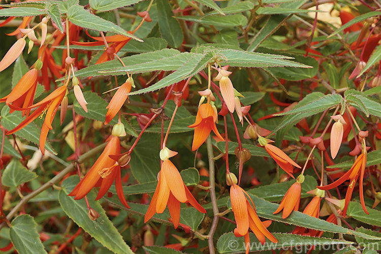 Begonia boliviensis 'Bonfire', a heavy-flowering, bright orange-red cultivar of a tuberous-rooted begonia species native to the cloud forests of the Bolivian. Andes. The species was introduced to cultivation in 1864 by Richard. Pearce (after whom. Begonia pearcei is named</i>) and was one of the species used by John Seden in the production of the first tuberous begonia hybrids. Order: Cucurbitales, Family: Begoniaceae