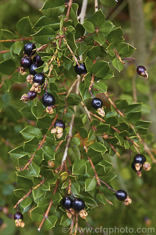 The dark fruits of Luma (<i>Amomyrtus luma [syns. Myrtus luma, Luma apiculata]), an evergreen shrub or tree up to 20m tall. The scented flowers are followed by the small, edible black berries shown here. This plant is native to Chile and Argentina. Order: Myrtales, Family: Myrtaceae