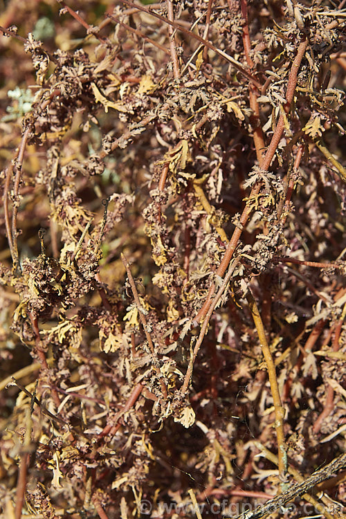 The vestigial foliage of the Leafless. Mahoe (<i>Melicytus flexuosus</i>), a densely twiggy divaricating shrub native to New Zealand, where it has a very scattered distribution for the central North Island to Stewart Island It can grow to as much as 5m tall but is usually much smaller. It often has these tiny, rather dry leaves and in spring it produces small white to cream flowers. melicytus-3139htm'>Melicytus. <a href='violaceae-plant-family-photoshtml'>Violaceae</a>.