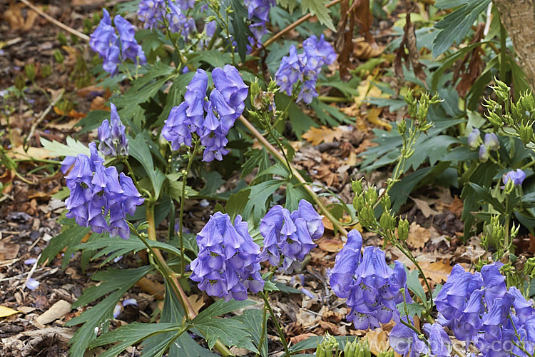 Monkshood, Wolf's Bane or Friar's Cap (<i>Aconitum napellus</i>), a summer- to autumn-flowering perennial that occurs naturally over much of the northern temperate region. Its stems can grow to over 1m tall, but often bend over under the weight of flowers once they begin to bloom. Extracts are used in some herbal medicine but the plant is quite toxic, potentially fatally. Order: Ranunculales, Family: Ranunculaceae