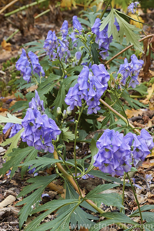 Monkshood, Wolf's Bane or Friar's Cap (<i>Aconitum napellus</i>), a summer- to autumn-flowering perennial that occurs naturally over much of the northern temperate region. Its stems can grow to over 1m tall, but often bend over under the weight of flowers once they begin to bloom. Extracts are used in some herbal medicine but the plant is quite toxic, potentially fatally. Order: Ranunculales, Family: Ranunculaceae