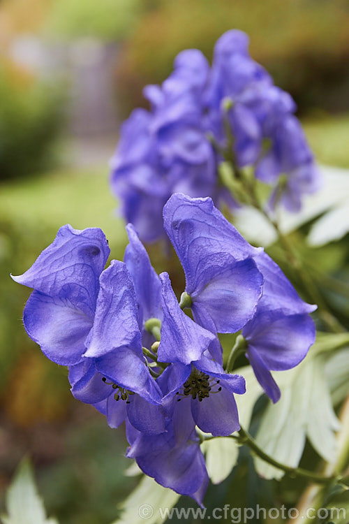 Monkshood, Wolf's Bane or Friar's Cap (<i>Aconitum napellus</i>), a summer- to autumn-flowering perennial that occurs naturally over much of the northern temperate region. Its stems can grow to over 1m tall, but often bend over under the weight of flowers once they begin to bloom. Extracts are used in some herbal medicine but the plant is quite toxic, potentially fatally. Order: Ranunculales, Family: Ranunculaceae