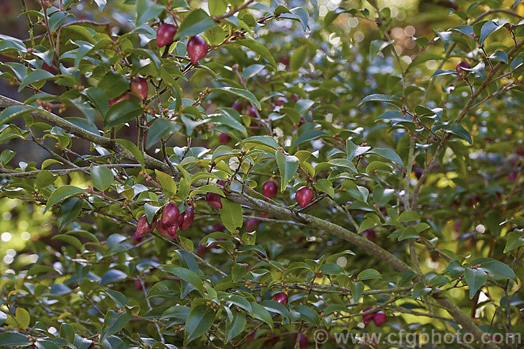 The ripening fruits of <i>Camellia forrestii</i>, a 1-5m tall, evergreen shrub or small tree native to southern China and northern Vietnam. Its small white flowers are mildly fragrant. Order: Ericales, Family: Theaceae