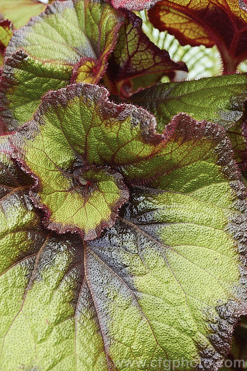 Begonia rex-cultorum 'Fire Flush' (syn 'Bettina. Rothschild'), an upright-stemmed hybrid with very boldly variegated foliage, conspicuous bright red leaf hairs and scented white flowers. Order: Cucurbitales, Family: Begoniaceae