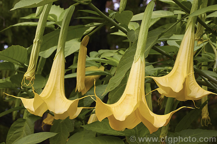 Golden Angels'. Trumpet (<i>Brugmansia aurea</i>), an evergreen, long-flowering shrub native to Ecuador. Despite the common and scientific names, the flowers are more of a deep primrose yellow than gold. In the wild it can grow to 9m tall, but 3m is more common in cultivation. Because it occurs naturally it reasonably high altitudes, it is more cold-resistant than many of the other very large-flowered brugmansias. As with many species in this genus and Datura, all parts of the plant have alkaloids that have a narcotic effect, though they can also be very toxic. brugmansia-2283htm'>Brugmansia.. brugmansia-2283htm'>Brugmansia.